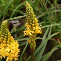 Bulbinella angustifolia 